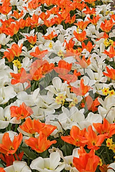Background with white and orange tulips and hyacinths, a photo f