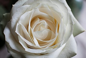 Background of white roses in close-up.Floral background of white roses in macro scale.