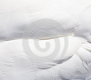 Background of white swan feathers