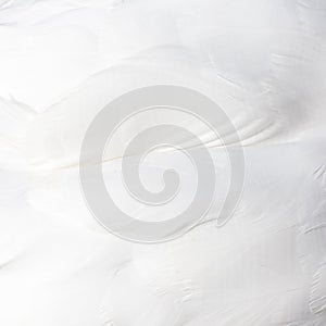 Background of white swan feathers
