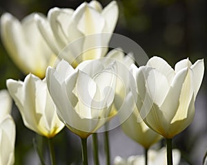 Background of white tulip flowers growing in a garden outside in spring with copy space. Beautiful delicate bulb plants