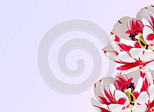 Background with white tulips close-up.