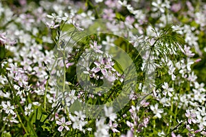 Background of white wildflowers of Claytonia sibirica in shady forest