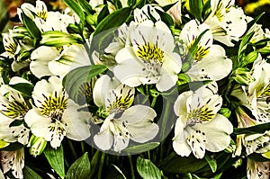 Background of white with yellow spots flowers Alstroemeria