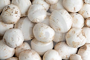 Background of whole fresh white button mushrooms