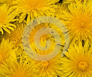 Background wih yellow dandelions
