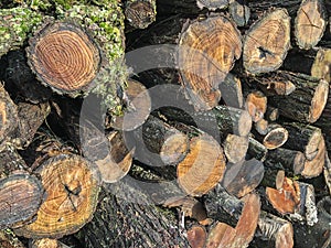 Background wiht stacked firewoods