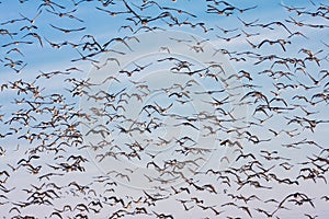 Background of wild geese flying over Flevoland, the Netherlands