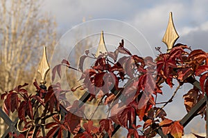 Background of wild grape leaves in autumn