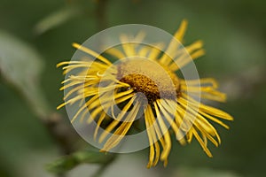 Background with wildflower - Heartleaf Oxeye, eciosa photo
