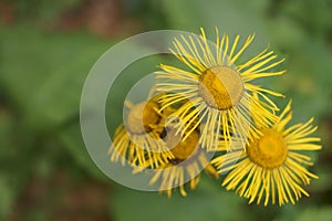 Background with wildflowers - Heartleaf Oxeye, eciosa photo