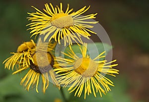 Background with wildflowers - Heartleaf Oxeye, eciosa photo