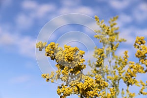 Background of wildflowers. Yellow solidago inflorescence against a blue sky with white clouds.