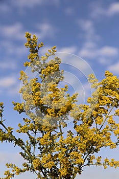 Background of wildflowers. Yellow solidago inflorescence against the blue sky with white clouds.