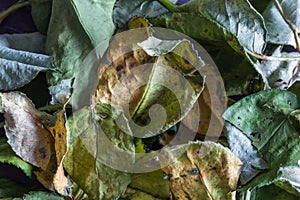 Background of wilted rose leaves