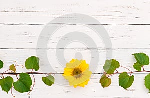 Background for wine tasting, winery, event, celebration or winetasting with vine or grape leaves and yellow flower blossom frame