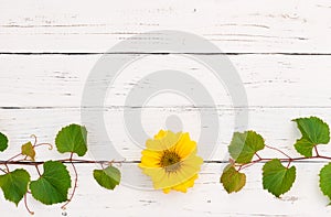 Background for wine tasting, winery, event, celebration or winetasting with vine or grape leaves and yellow flower blossom frame photo