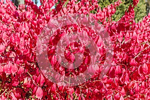 Background of winged euonymus branches with bright red autumn leaves