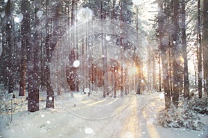 Background winter forest