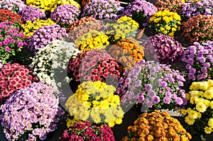 Background withcolorful potted chrysanthemums photo