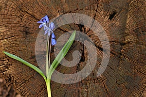 Background, wood bark, tree stump, slash, tree rings tree