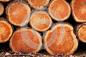 Background wood-piles