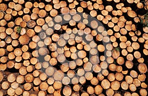Background of wood stack.