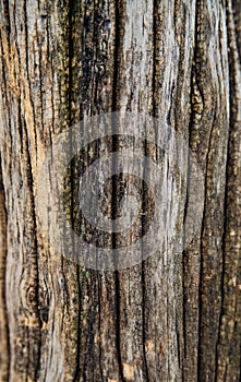 Background with wood texture. The rough surface of an old tree with a natural pattern