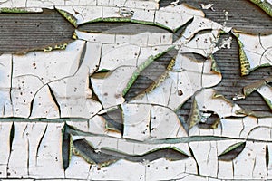 Background from a wooden board covered with peeling paint from time to time. Numerous cracks and exfoliation are visible