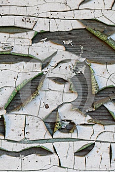 Background from a wooden board covered with peeling paint from time to time. Numerous cracks and exfoliation are visible