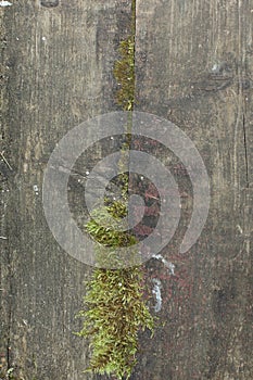 Background with wooden boards top covered with moss, background with gray wood planks