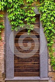 Background with wooden door and ivy twigs