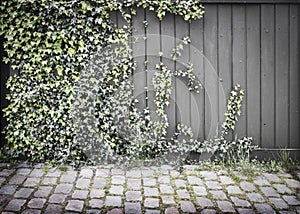 Background of wooden fence and ivy with cobblestone pavement