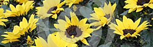 background of yelllow sunflowers in spring