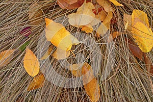 Background. Yellow birch leaves on dry grass.