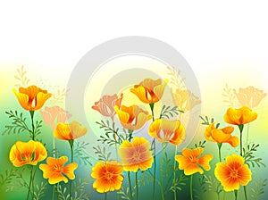 Background with yellow california poppy