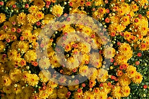 Background of yellow chrysanthemum flowers