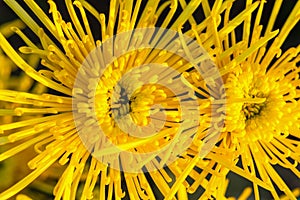 Background of yellow chrysanthemums close-up in bright sunlight. Autumn flowers in the garden