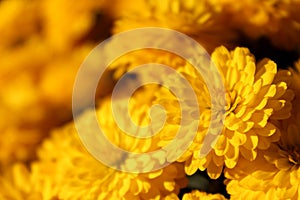 Background of yellow chrysanthemums closeup in bright sunlight.