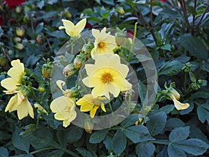 Background of yellow dahlia flowers in the garden on a Sunny day. Lush blooming of autumn flowers in the landscape design