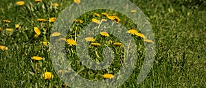 Background of yellow dandelion in the field