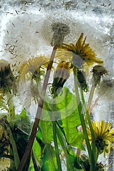 Background of yellow dandelion flower with green leaves frozen in ice