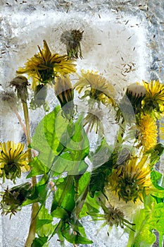Background of yellow dandelion flower with green leaves frozen in ice