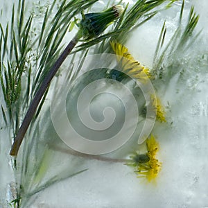 Background of yellow dandelion flower with green leaves frozen in ice