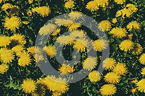 Background with yellow dandelion flowers