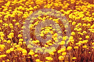 Background yellow dandelion flowers