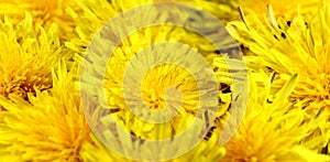 Background with yellow dandelions form homeopathy