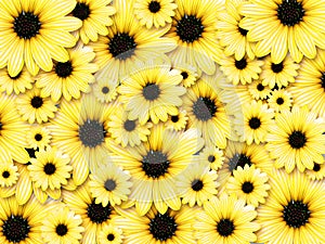 Background from yellow flowers