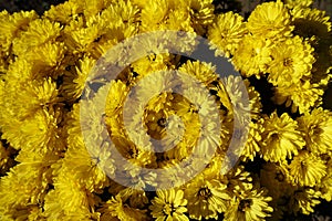 Background - yellow flowers of Chrysanthemum