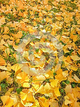 Background Yellow Ginkgo Leaves